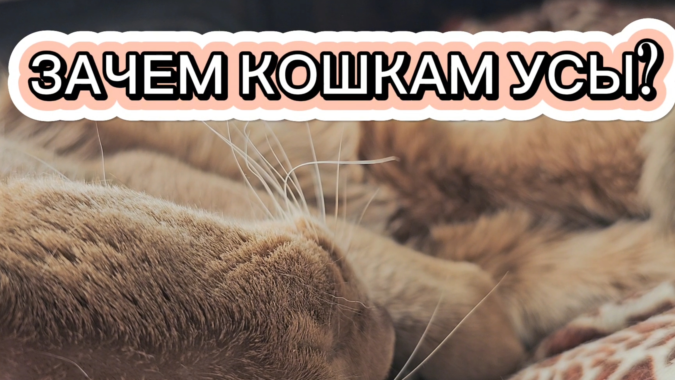 Зачем кошкам усы? Не просто украшение, а суперспособность!