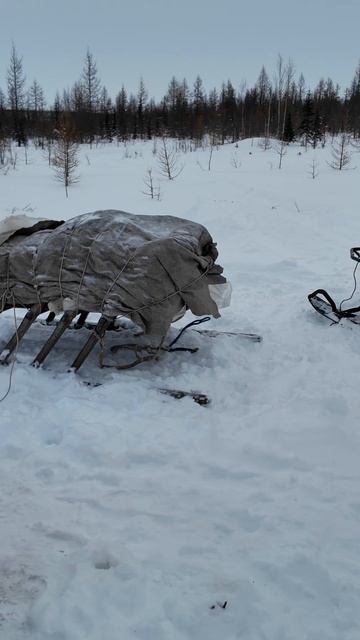 Какие бывают нарты у оленеводов? Часть 3 - для переезда