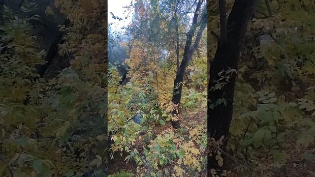 Осенние краски Терренкура. Алматы 06.10.24