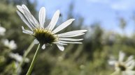 ХАМАР ДАБАН ОЗЕРО ЛЕСНАЯ СКАЗКА