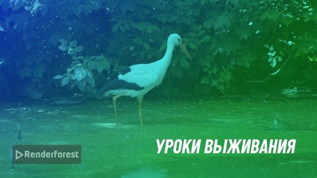 Про рождение маленьких крокодильчиков