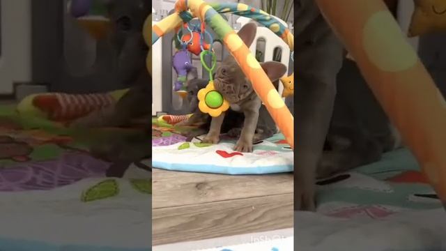 ФРАНЦУЗКИЙ БУЛЬДОГ. ДЕВОЧКИ МИЛАШКИ.