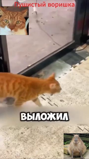 Пушистый воришка