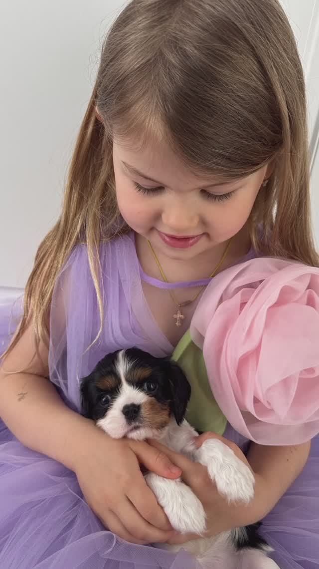 Щенки 🐶⚘️ Кавалер Кинг Чарльз спаниель ✍️ Питомник "FAMILY SHAYK"📍 Краснодар