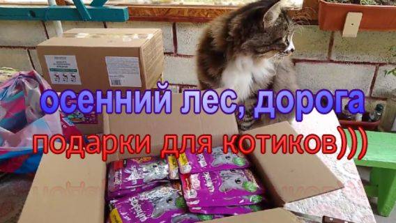 № 897 осенний лес, дорога // подарки для котиков))