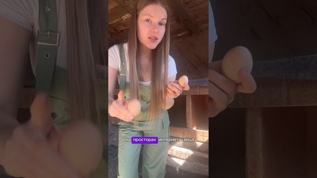 Интересные факты о курочках