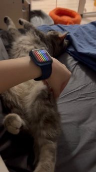 Шотландская вислоухая кошка 🐱