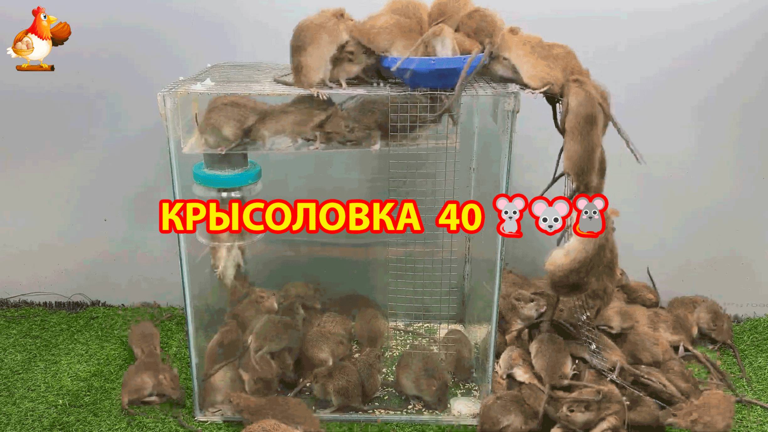 Крысоловка вариант (40) 🐀 Как сделать крысоловку своими руками и поймать кучу крыс 🐀🐁🐀