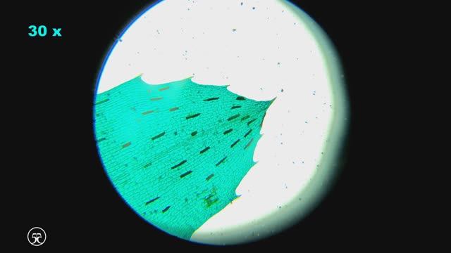Лист водорослей (гидрилла мутовчатая) под микроскопом 🔬 4К Hydrilla verticillata