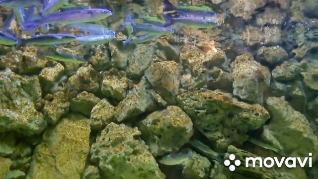 СЕНСАЦИЯ❗️❗️❗️АКУЛЫ в Ялте, самый большой в России ОКЕАНАРИУМ. ЯЛТА 1 МАЯ