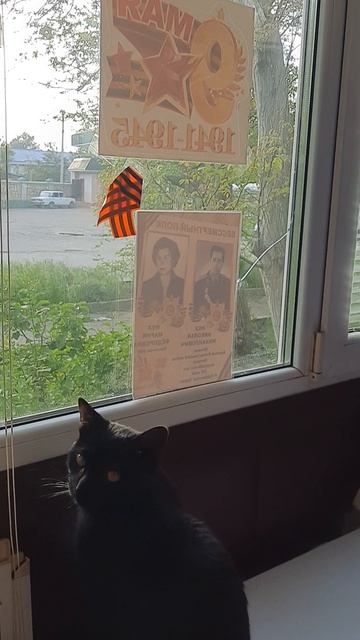 #Кот Ночь #С Днем Победы!!!