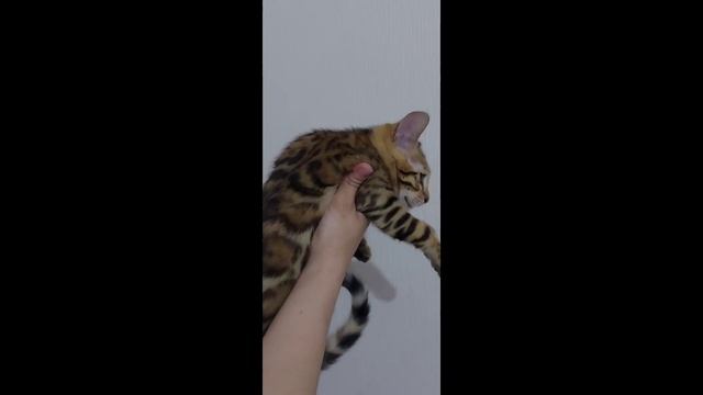 Бенгальский котик 11.01.2025