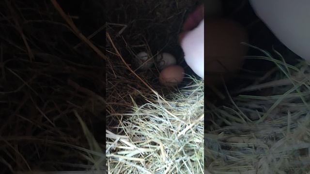 Собираю яйца🥚 в гнëздах