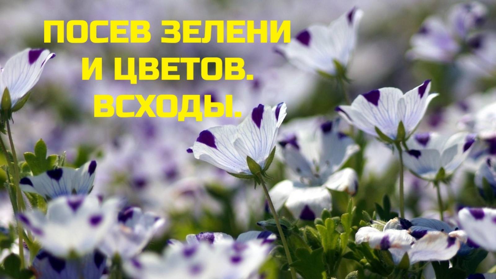 ПОСЕВ ЗЕЛЕНИ И ЦВЕТОВ. ВСХОДЫ.