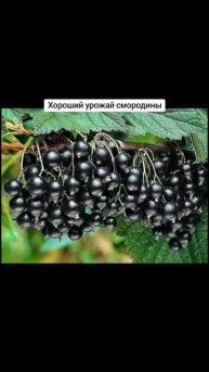 Хороший урожай смородины