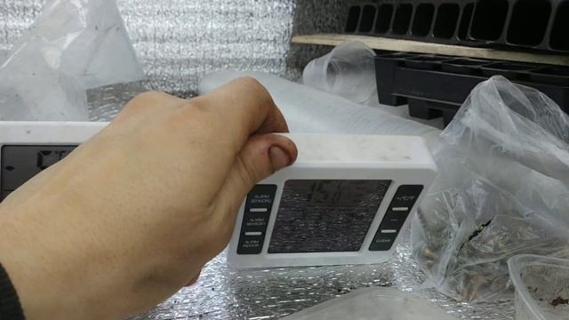 ПОЯВИЛИСЬ ВСХОДЫ НАШИХ РАСТЕНИЙ! КОГДА УБИРАТЬ УКРЫТИ
