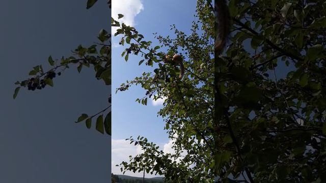 Вот кто съел нашу иргу