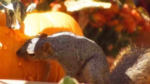 Squirrel
