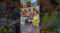 Болезни комнатных растений: Что делать, если ваше раст