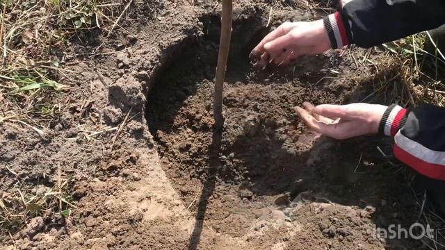 Как ПРАВИЛЬНО посадить и сформировать крону персика!
