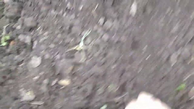 посев бобов в грунт