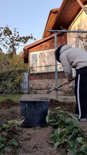 Когда жажда сажать не проходит!#виноградник #виноград