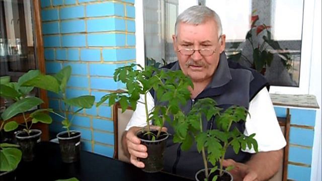 Как не поломать рассаду  при транспортировке