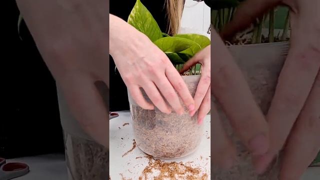 Пересадка в мох сфагнум фускум. #sphagnum_eco #plants #сфагнумфу