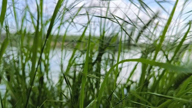 2025.05.04. Весна, Май. Звуки Русской Природы. Отдых, шашлык, рыбалка, закат, асмр, пение птиц