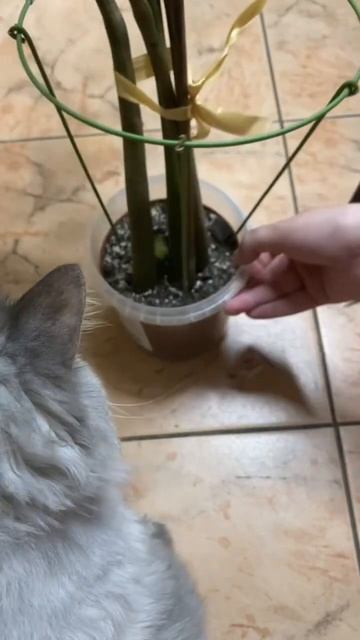 Укоренение замиокулькаса с листа 🌿 #укоренениечерен?