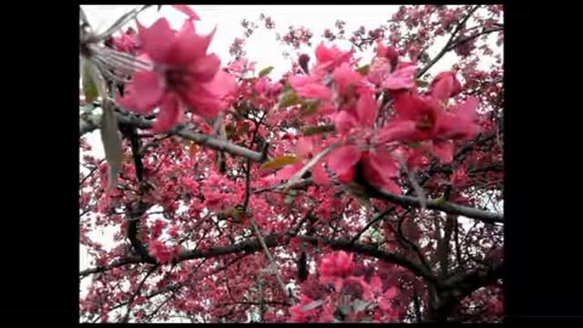 Срочно посмотрите очень класное видео про природу
