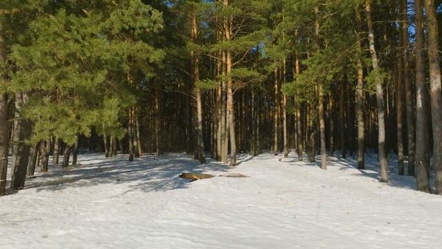 DJI MAVIC 3  5K   "ПРОБУЖДЕНИЕ"