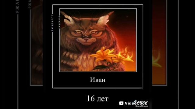 коты воители подборка из тик тока