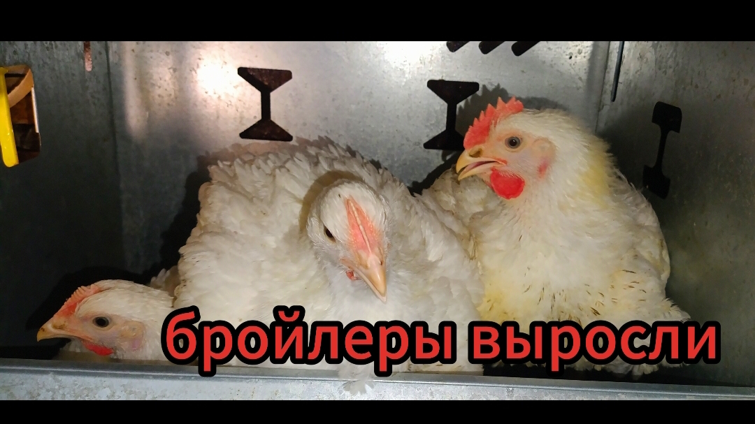 Перепела, бройлеры, тушёнка, бастурма😁и всё это в квартире