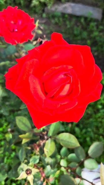 #розакрасная #роза #розовыйкуст #цветы #цветок #красный