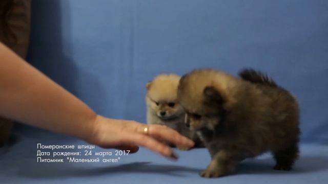 Шесть недель от роду.