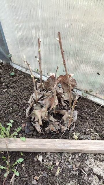 Йошта #garden #жизньвэстонии #приветизэстонии #обзорсемя?