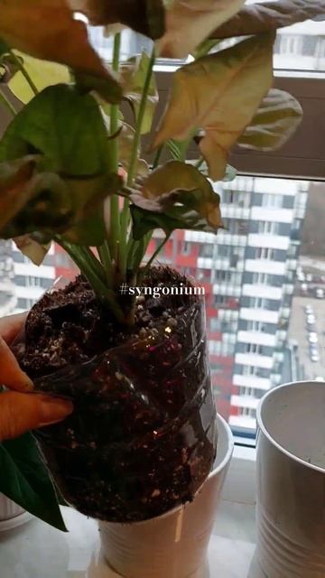 #syngoniums #garden #саднабалконе #пересадка магазинного синго