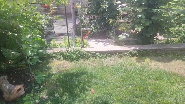 Продажа😃Питомник Йорк & Шпиц.Elite Pets,Крым, Евпатория 🌞Вопросы +79788972514 Доставка возможна 🥰