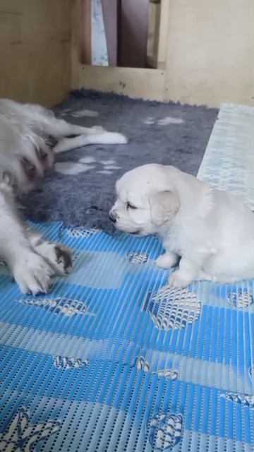 Щенкам 1 месяц