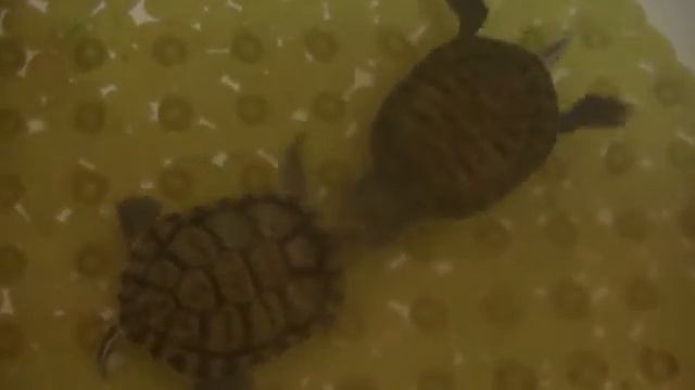 Чупа защикотала Кабру