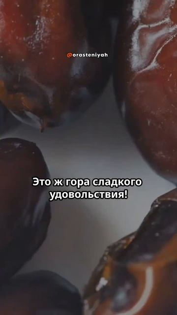 Интересные факты о финиковой пальме и финиках