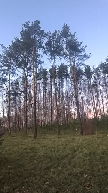 Сосны в парке поздней осенью