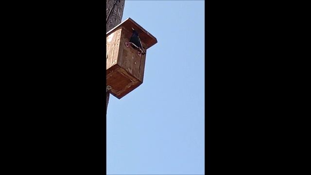 Скворцы