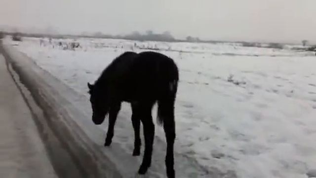 Ават Karina horse