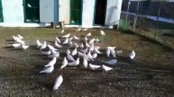 Голуби дяди Юры Бакинца , г.Невинномысск . #ГолубиБаку
