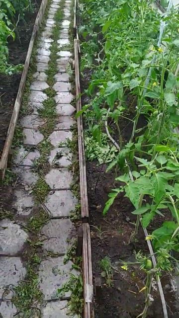 Когда заколебался поливать помидоры лейкой....