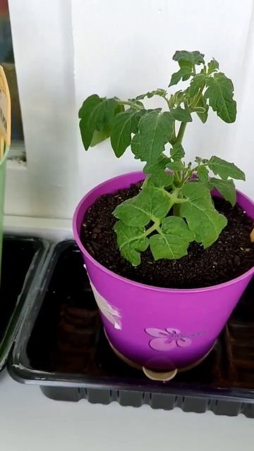 Рассада помидор и перца растет и радует #gardening