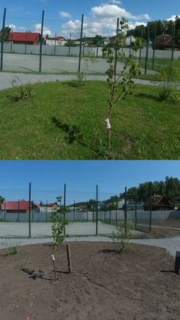 Услуги по устройству газонов в Новосибирске