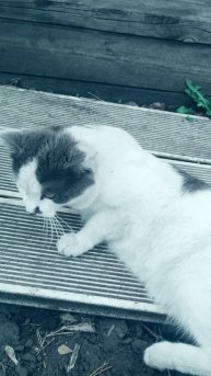 мой любимый котик веня 2 часть